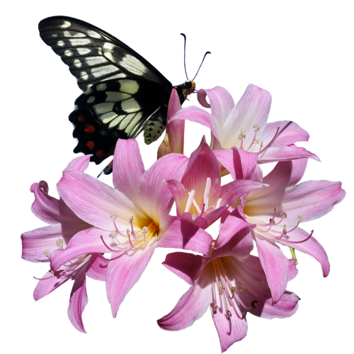 butterfly belladonna lily