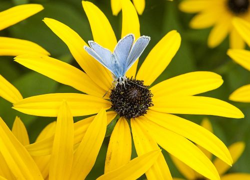 butterfly blue yellow flower