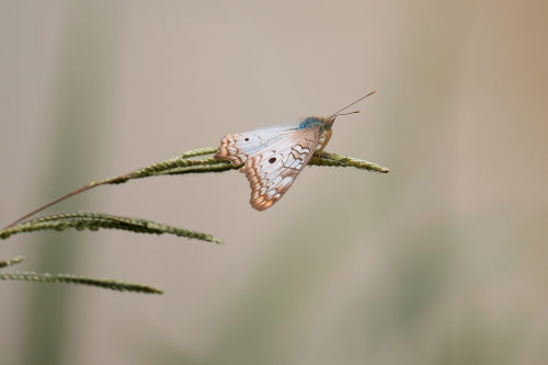 butterfly wildlife flower