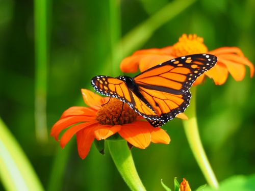 butterfly insect nature