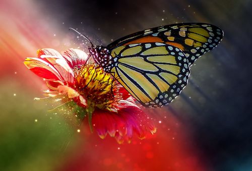 butterfly flower macro