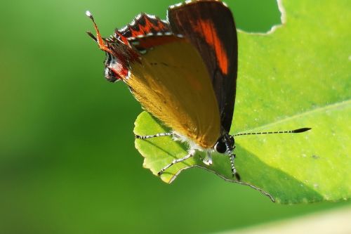 butterfly insect no crest of the vertebral animals