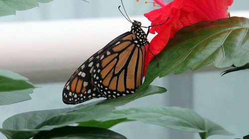 butterfly insect nature