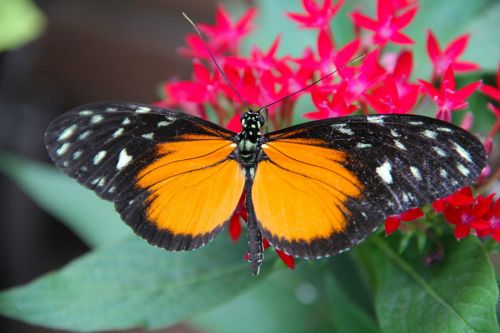 butterfly insect flower