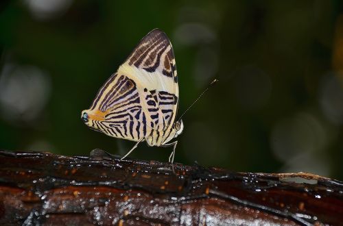 butterfly animal wing