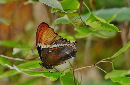 butterfly animal wing