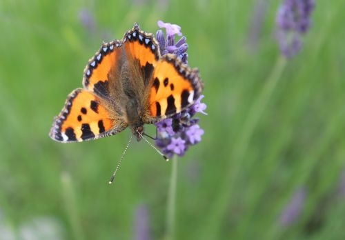 butterfly nature bug