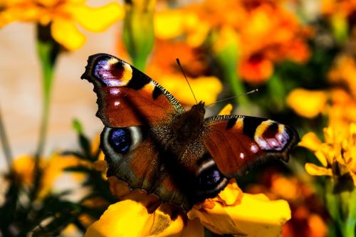 butterfly flowers wings