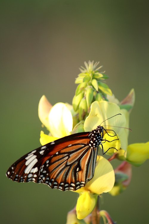 butterfly  nature  insect