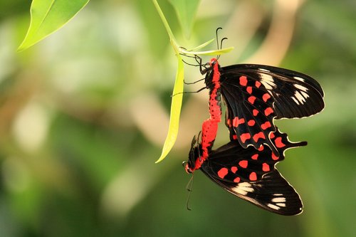 butterfly  insect  nature