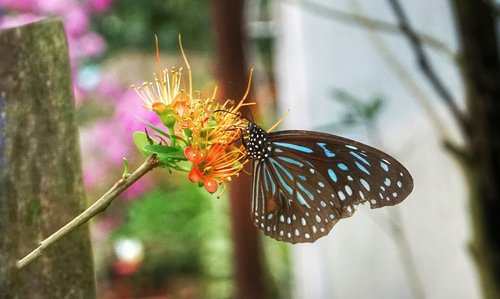butterfly  feeding  plant