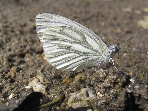 butterfly  insect  nature