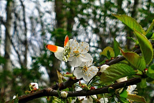 butterfly  flower  blooming