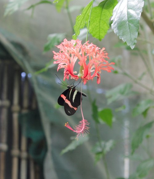 butterfly  flower  nature