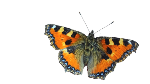 butterfly  tortoiseshell  moth wing