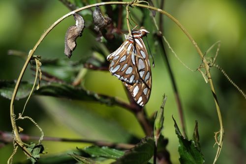 butterfly insect wing