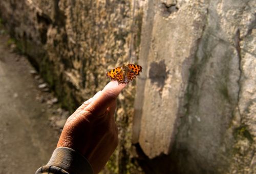 butterfly insect hand