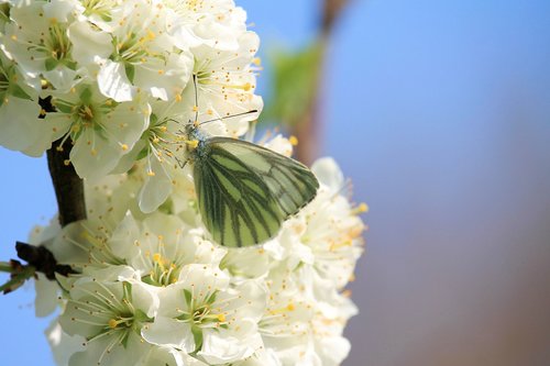 butterfly  blossom  bloom