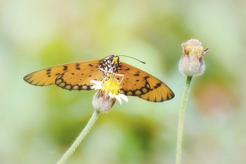 butterfly  yellow  flowers