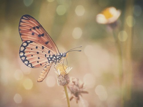 butterfly  colors  bokeh