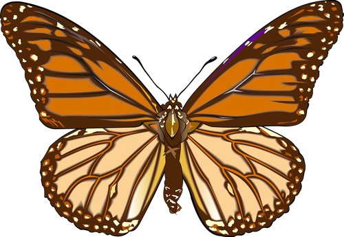 butterfly  drawing  graphics