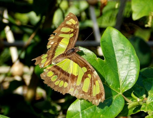 butterfly exotic exotic butterfly