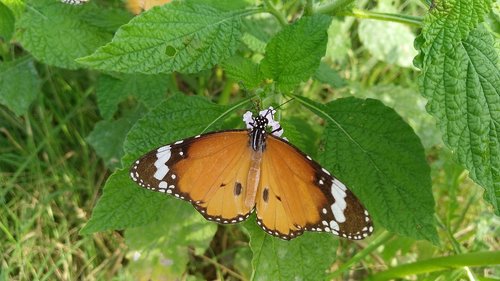 butterfly  nature  insect