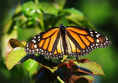 butterfly  insect  nature