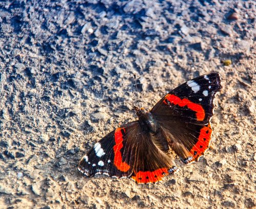 butterfly  admiral  vanessa atalanta