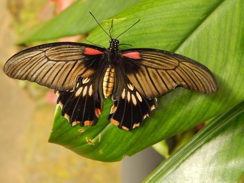 butterfly  nature