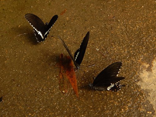 butterfly  black
