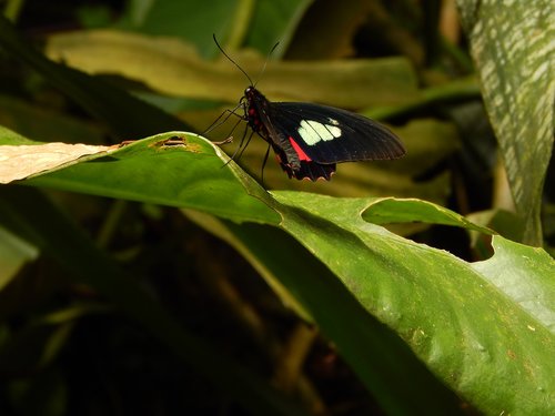 butterfly  green