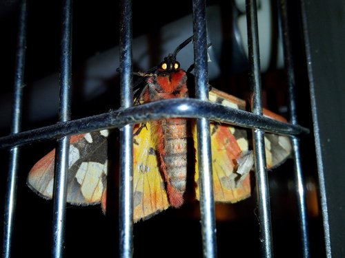 butterfly  night butterfly  moth