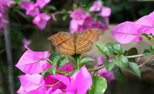 butterfly  brown  pink