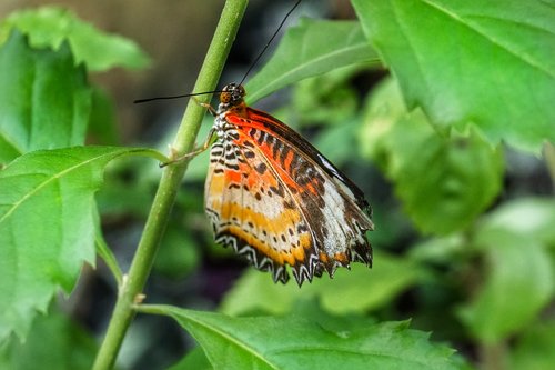 butterfly  leopard lacewing  nature