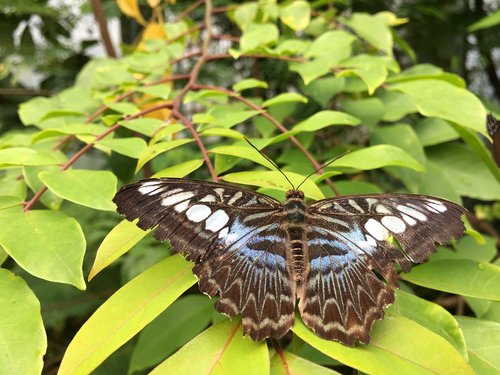 butterfly  nature  insect