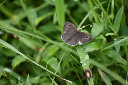 butterfly  insect  wings