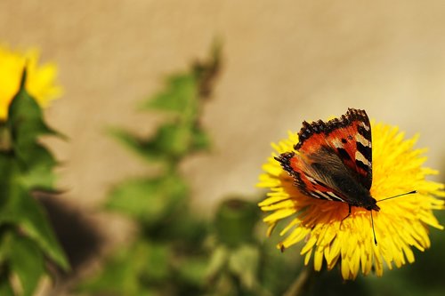 butterfly  dandelion  spring