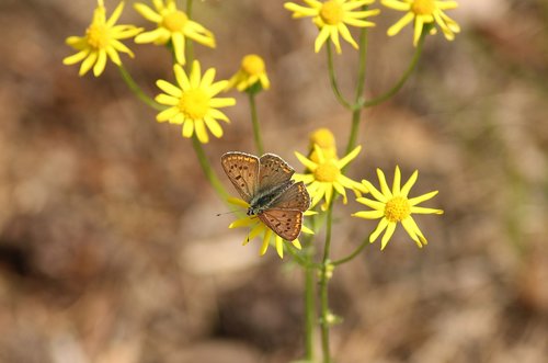 butterfly  insect  plants