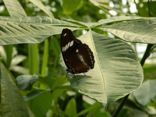 butterfly insect large