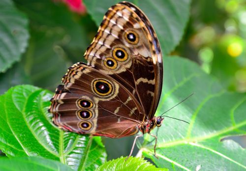 butterfly brown spots