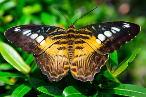 butterfly wings spots