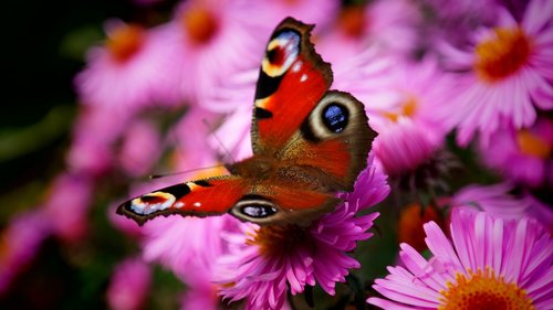 butterfly  flowers