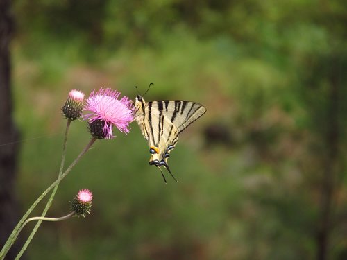 butterfly  nature  flower