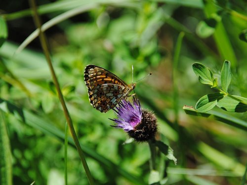 butterfly  spring  meadow