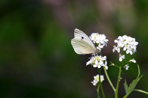 butterfly  flowers  insect