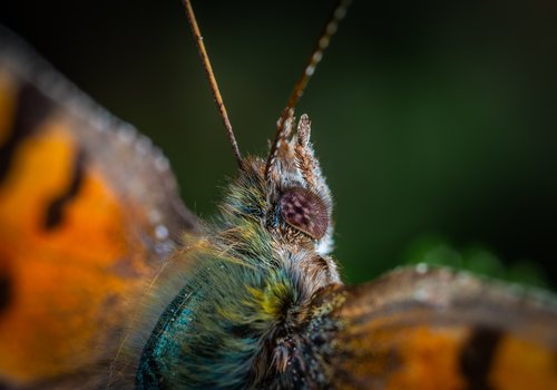 butterfly  lepidoptera  macro