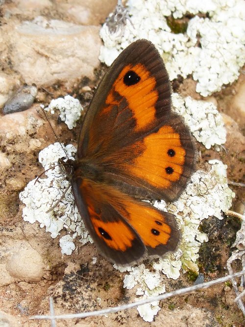 butterfly  pyronia bathseba  lobito list