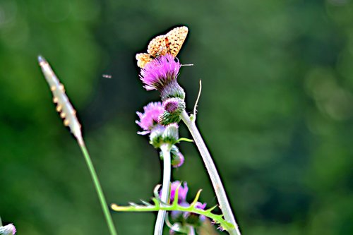 butterfly  meadow  nature