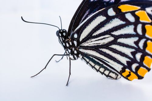 butterfly insect